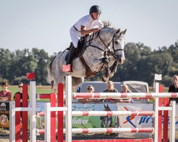 jumper Mats van Veecaten (KWPN (Royal Dutch Sporthorse), 2017, from Grandorado TN)