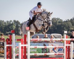 jumper Mats van Veecaten (KWPN (Royal Dutch Sporthorse), 2017, from Grandorado TN)