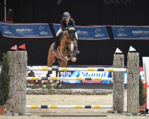 jumper Cancun 18 (German Sport Horse, 2012, from Catoki)