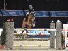 jumper Cancun 18 (German Sport Horse, 2012, from Catoki)