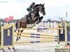 jumper Umbro v't Hoksent Z (Zangersheide riding horse, 2007, from Up to Date Miltoo)