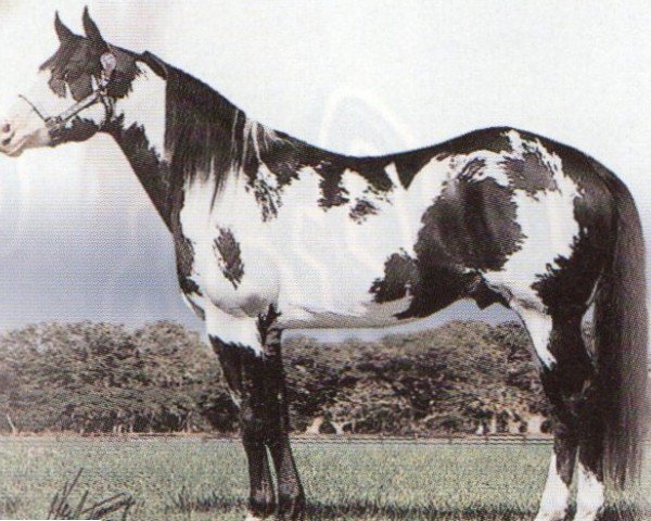 horse Cinemax (Paint Horse, 1986, from Blue Max)