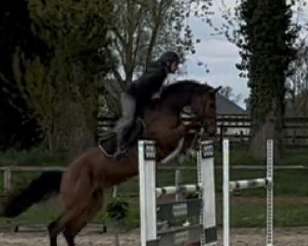 jumper Leev Marie S (Holsteiner, 2018, from Million Dollar)