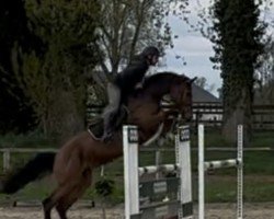 jumper Leev Marie S (Holsteiner, 2018, from Million Dollar)
