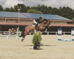 jumper Lanniko (German Sport Horse, 2010, from Landrebell)