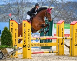 jumper Jbs Calino (Swiss Warmblood, 2008, from Collado)