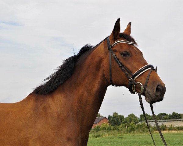 broodmare Canina Da Loba (German Warmblood, 2005, from Canino de Lobo)