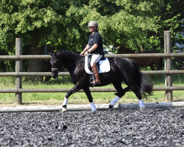 dressage horse Soleil du Noir cm (Trakehner, 2017, from Perpignan Noir)