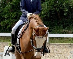 dressage horse Bluehaven Fox (Pony without race description, 2012)