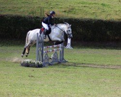 Springpferd Boley Gloss (Irish Sport Horse, 2013)