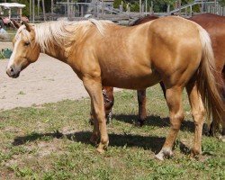 horse NW Dunit In Style (Quarter Horse, 2023)
