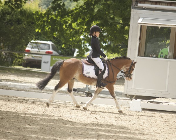 Dressurpferd Lutkeveldt Steven (Welsh, 2018, von Nuevalley Black Jack)