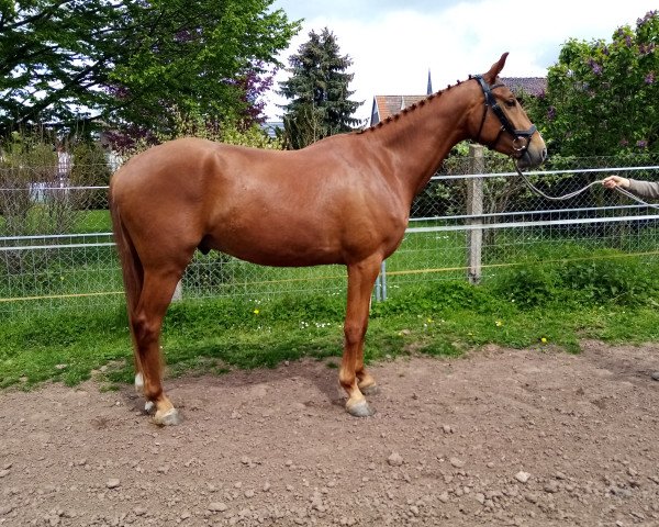 jumper Le Filou Rouge (German Sport Horse, 2017, from Lahnstein 4)