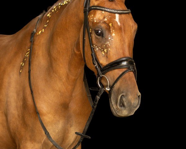 dressage horse Carrera 86 (German Riding Pony, 2020, from FS Clarimo)
