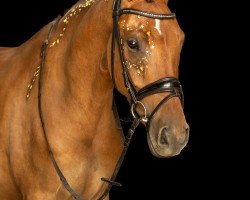 dressage horse Carrera 86 (German Riding Pony, 2020, from FS Clarimo)