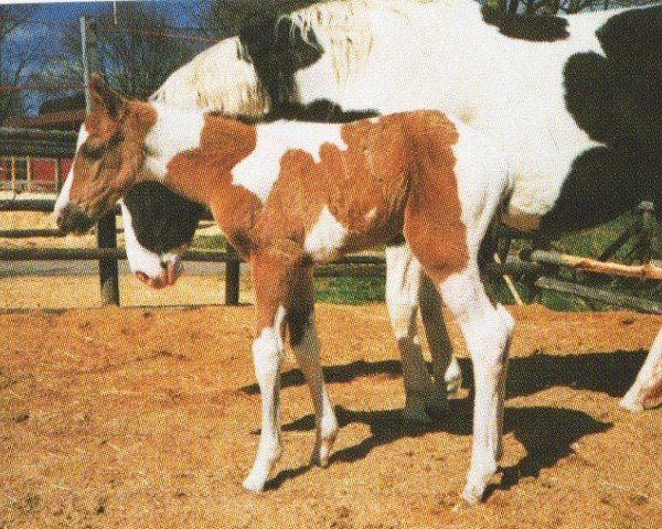 horse Frosty Chic N Lace (Paint Horse, 1997, from Frostys Chic Olena)