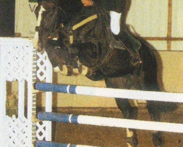 jumper Panama 117 (KWPN (Royal Dutch Sporthorse), 1996, from Pro Pilot I)