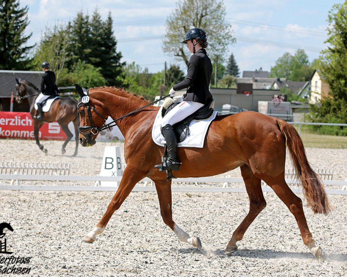 broodmare Samba's Lady (German Sport Horse, 2007, from Samba Hit I)