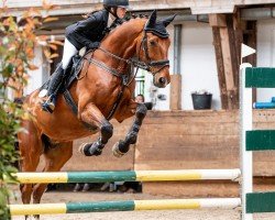 jumper Lumen Tigris (German Sport Horse, 2016, from Loving Dancer)