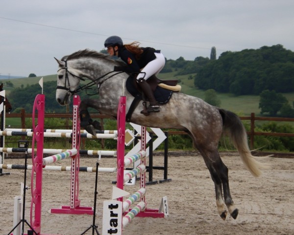 jumper Cornet's Gold HW (Holsteiner, 2020, from Cornet Obolensky)