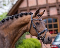 broodmare Dreamgirl (German Riding Pony, 2005, from Hakuna Matata)