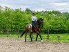 dressage horse Cubano 7 (Holsteiner, 2006, from Chico's Boy)