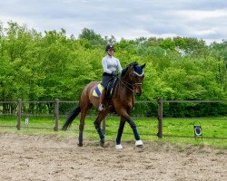 dressage horse Cubano 7 (Holsteiner, 2006, from Chico's Boy)