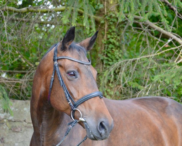 Springpferd Elba (Polnisches Warmblut, 2000, von Imbir)