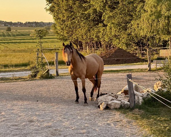 dressage horse FirstClass Colorit (German Riding Pony, 2019, from First Class Colorado)