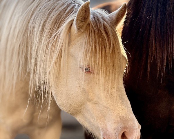 Dressurpferd Petit Magic Blue Eyes (Deutsches Reitpony, 2022, von Mescal 15)