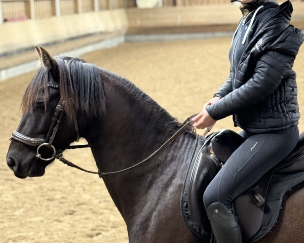 dressage horse Semhofs Black Pepper (German Riding Pony, 2021, from Cadlanvalley Sir Ivanhoe)