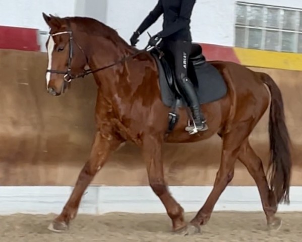horse Antares (Bavarian, 2003, from Audax)