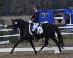 Dressurpferd Diva La Vida 3 (Deutsches Reitpony, 2011, von Red Diamond B)