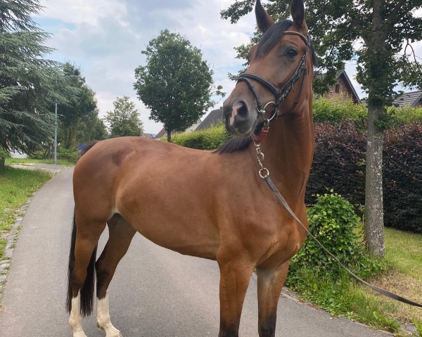 jumper Calucy (Hanoverian, 2015, from Cordynox)