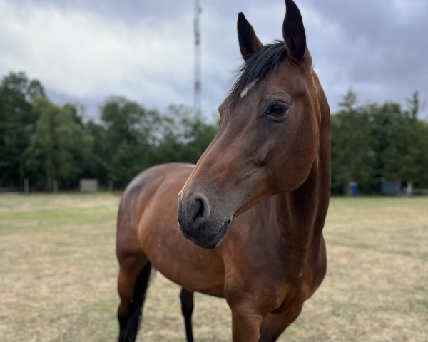 broodmare Cathalida (Zweibrücken, 2010, from Cathalido)