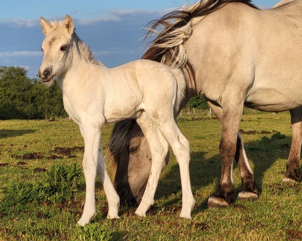 foal by Beele (Fjord Horse, 2025, from Wenar van den Bosdries)