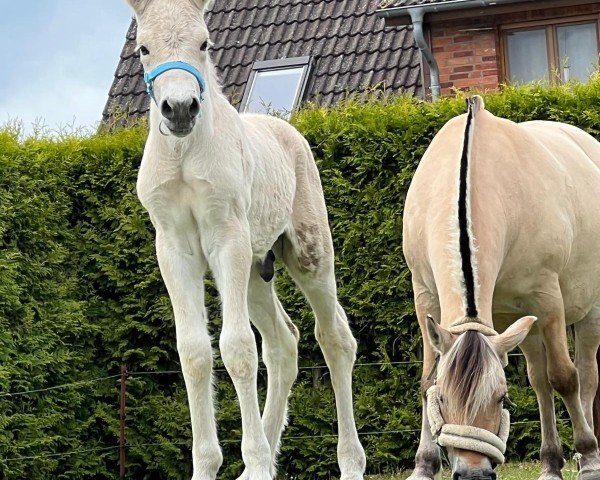 foal by Janikos Sammy (Fjord Horse, 2025, from Solfin Skovå)