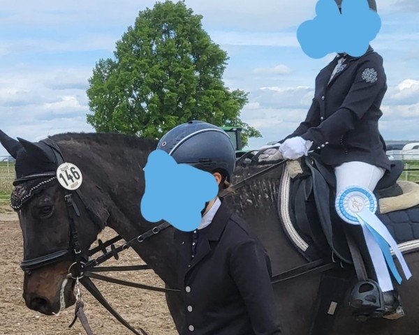 Pferd Helena 184 (Deutsches Reitpony, 2001, von Notre Marc)