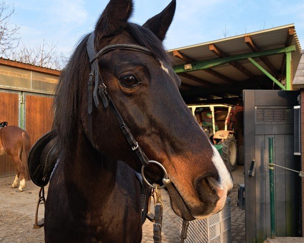 broodmare Caramba 59 (German Riding Pony, 2006, from Notre Marc)