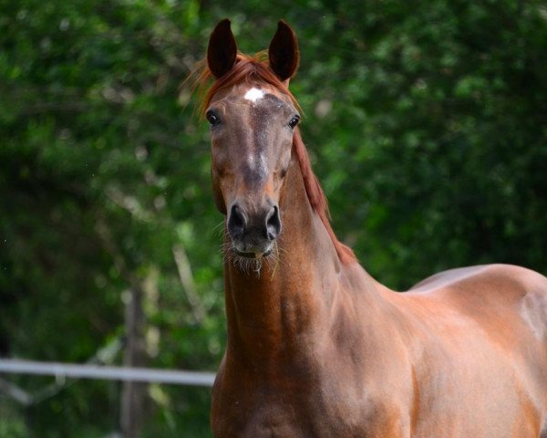 dressage horse Djuro (Westphalian, 2000, from Donnerhall)