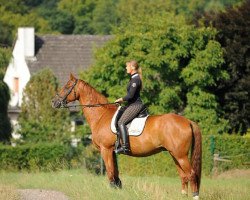 horse Anton (Trakehner, 2000, from Erlkönig)