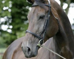 Zuchtstute Pearl Queen (KWPN (Niederländisches Warmblut), 1997, von Fedor)