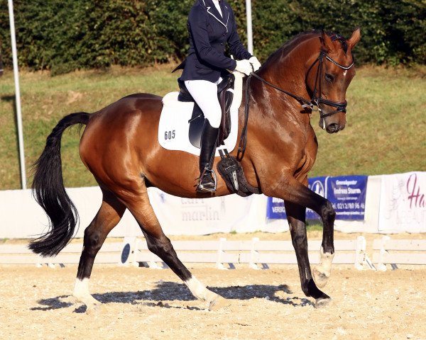 dressage horse Fatoni (Oldenburg, 2009, from Farewell III)