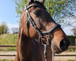 jumper Silver Star 28 (German Sport Horse, 2004, from Saccor)