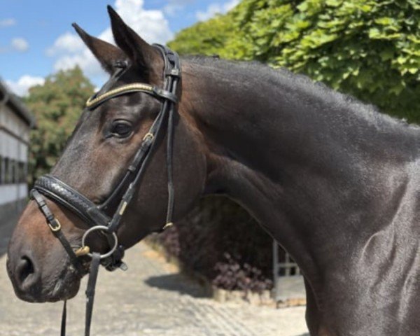broodmare Trés Chic GS (Oldenburg, 2017, from Totilas)