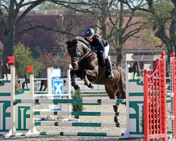 jumper Cooper 280 (Hanoverian, 2016, from Clinton's Heart)