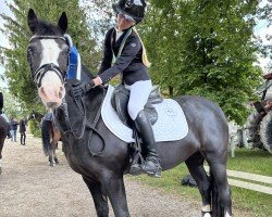 broodmare Naseweis 4 (Welsh, 2010)