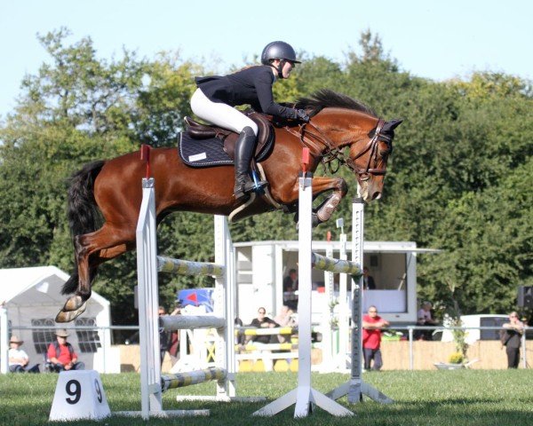 stallion H-S Mounty (German Riding Pony, 2007, from Montelino N)