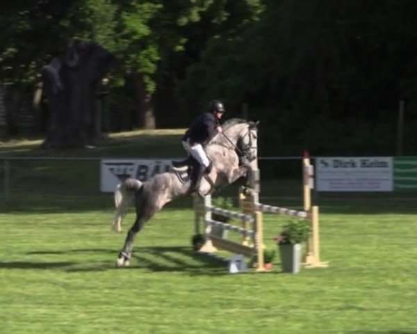 jumper Terrible Theo (German Sport Horse, 2020, from Toys)