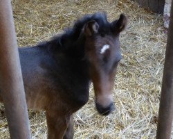 dressage horse Finja TS (Westphalian, 2021, from Finest)